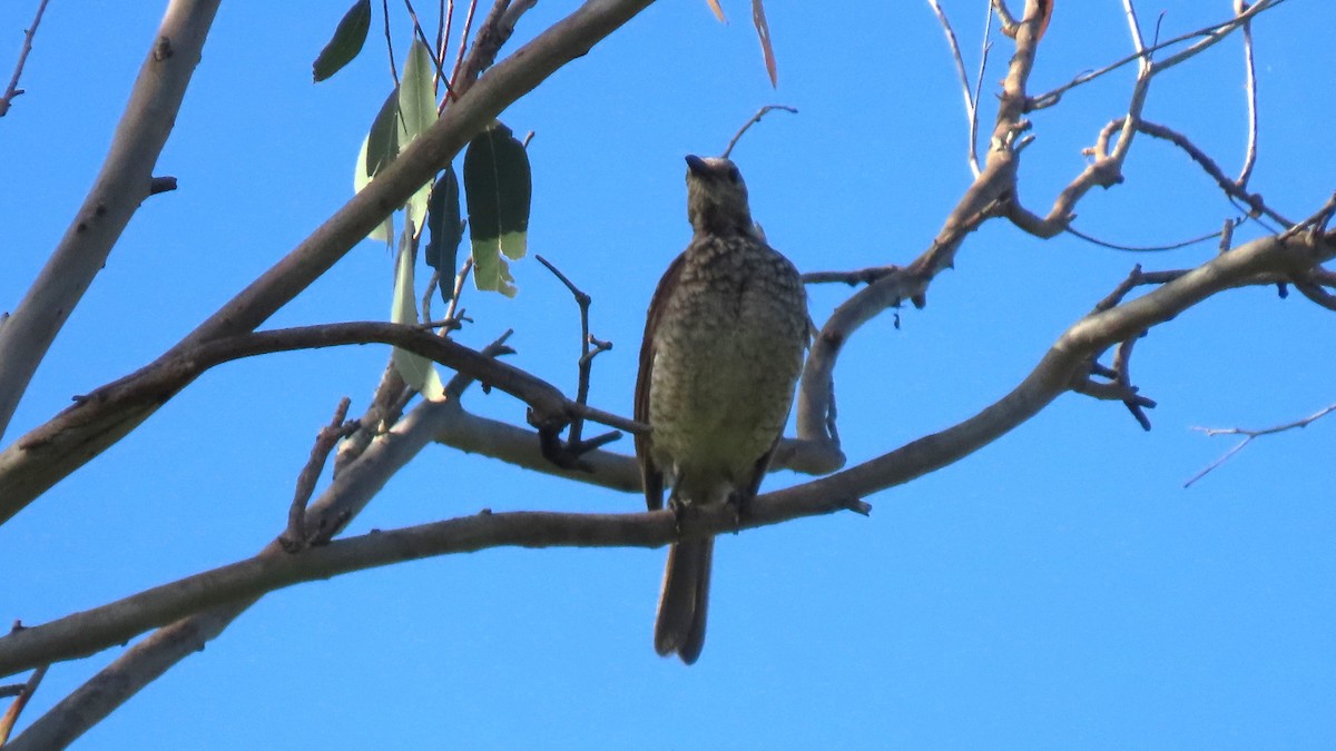 Regent Bowerbird - ML643580583