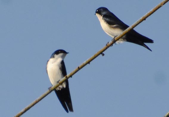 Blue-and-white Swallow - ML643580595