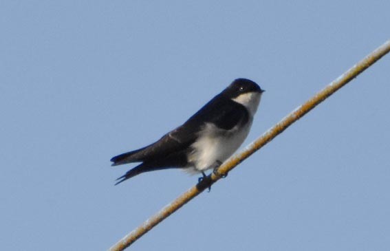 Blue-and-white Swallow - ML643580597