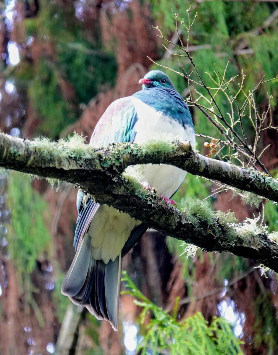New Zealand Pigeon - ML643580599