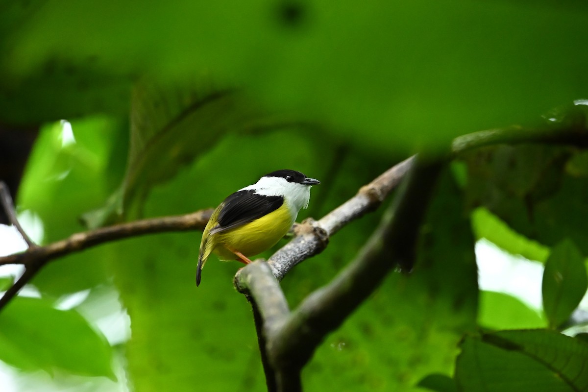 White-collared Manakin - ML643580602