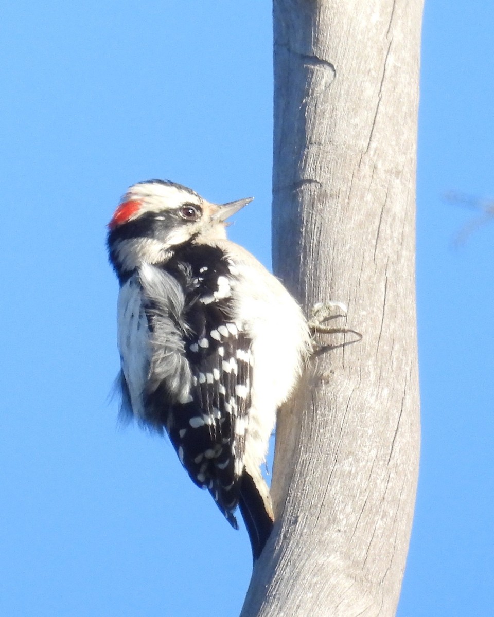Downy Woodpecker - ML643580603