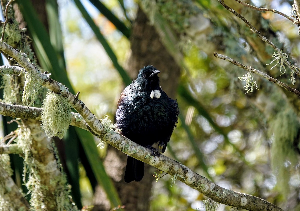 Tui - ML643580610