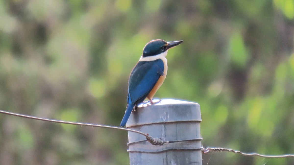Sacred Kingfisher - ML643580612