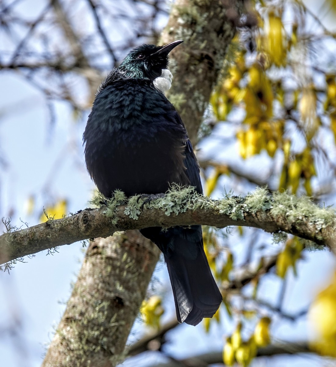 Tui - ML643580614