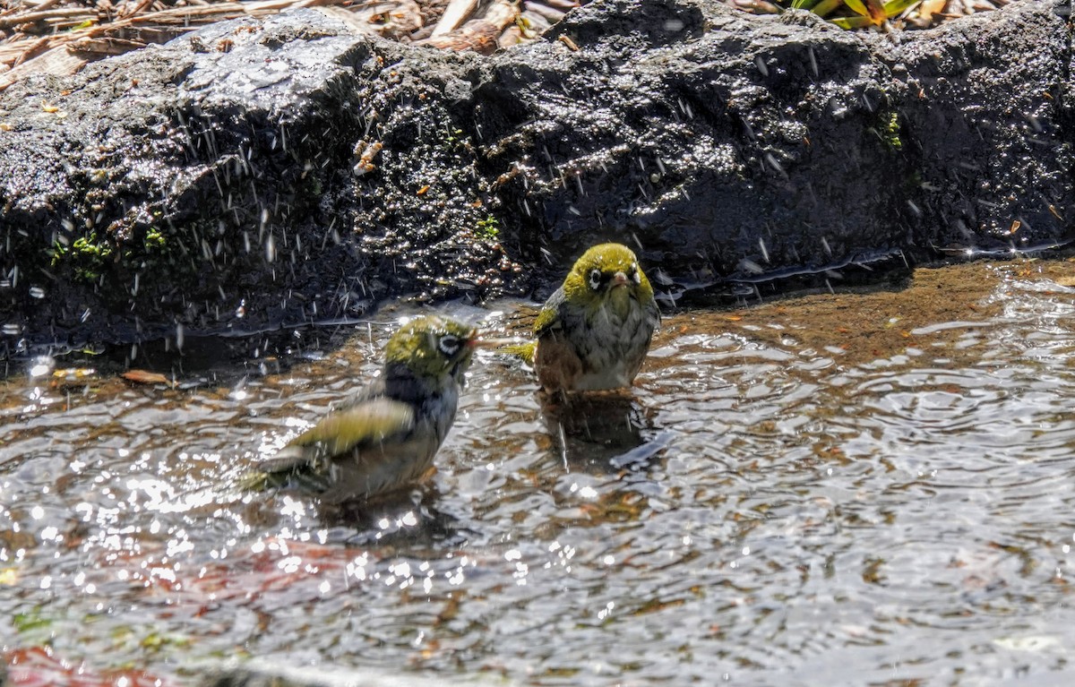 Graumantel-Brillenvogel - ML643580628
