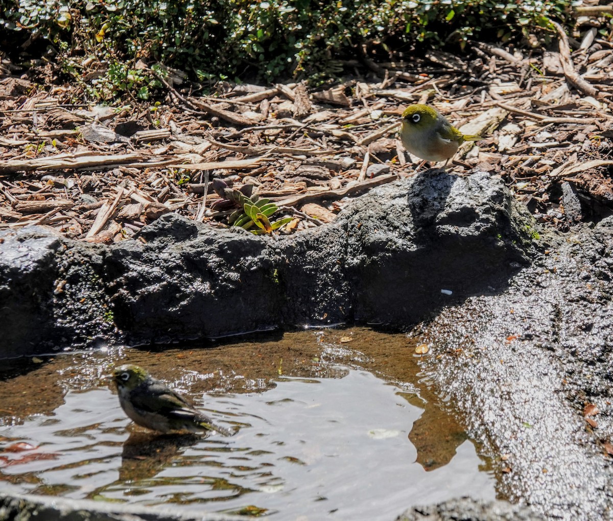 Graumantel-Brillenvogel - ML643580631