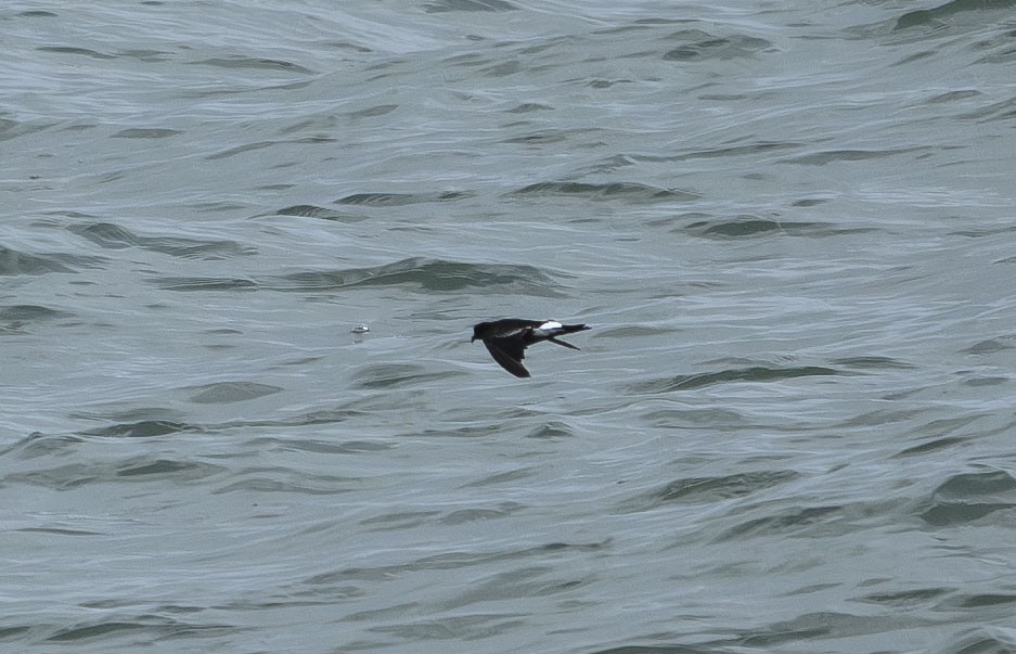 黃蹼洋海燕 - ML643580656