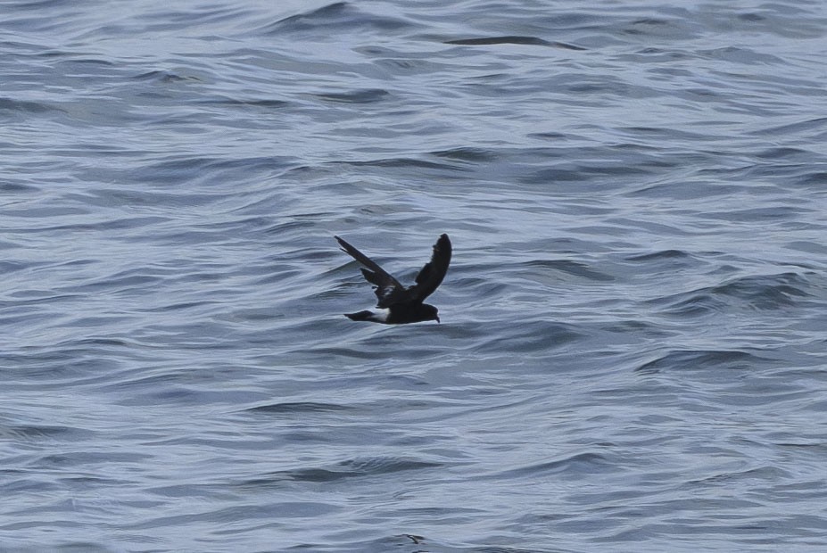 黃蹼洋海燕 - ML643580657