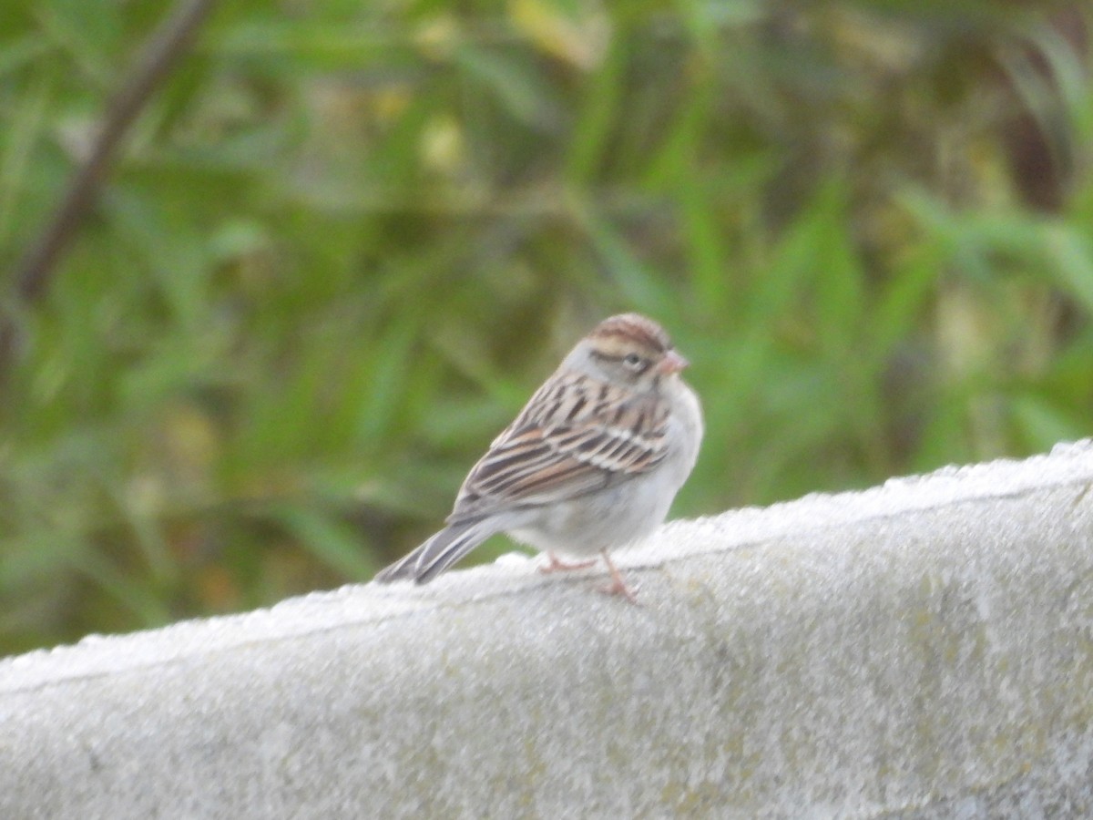 Chipping Sparrow - ML643580660