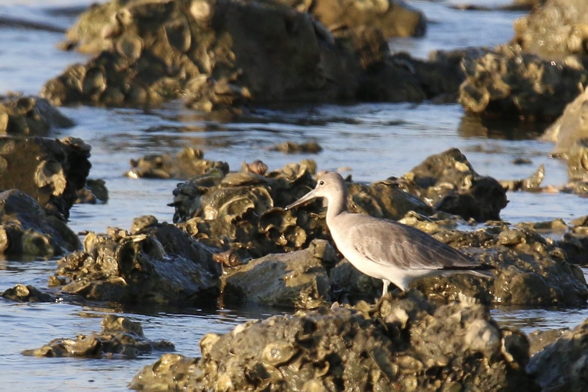 Willet - ML643580671
