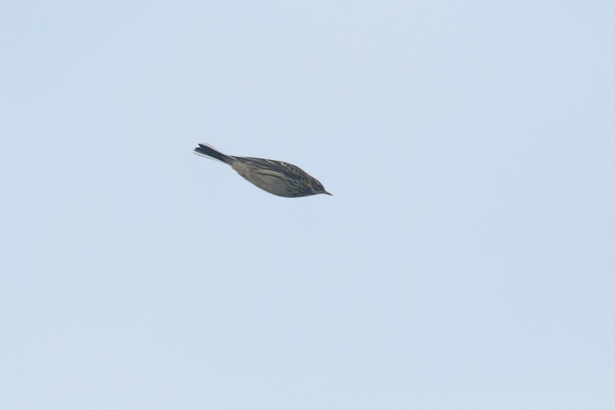 赤喉鷚 - ML643580673