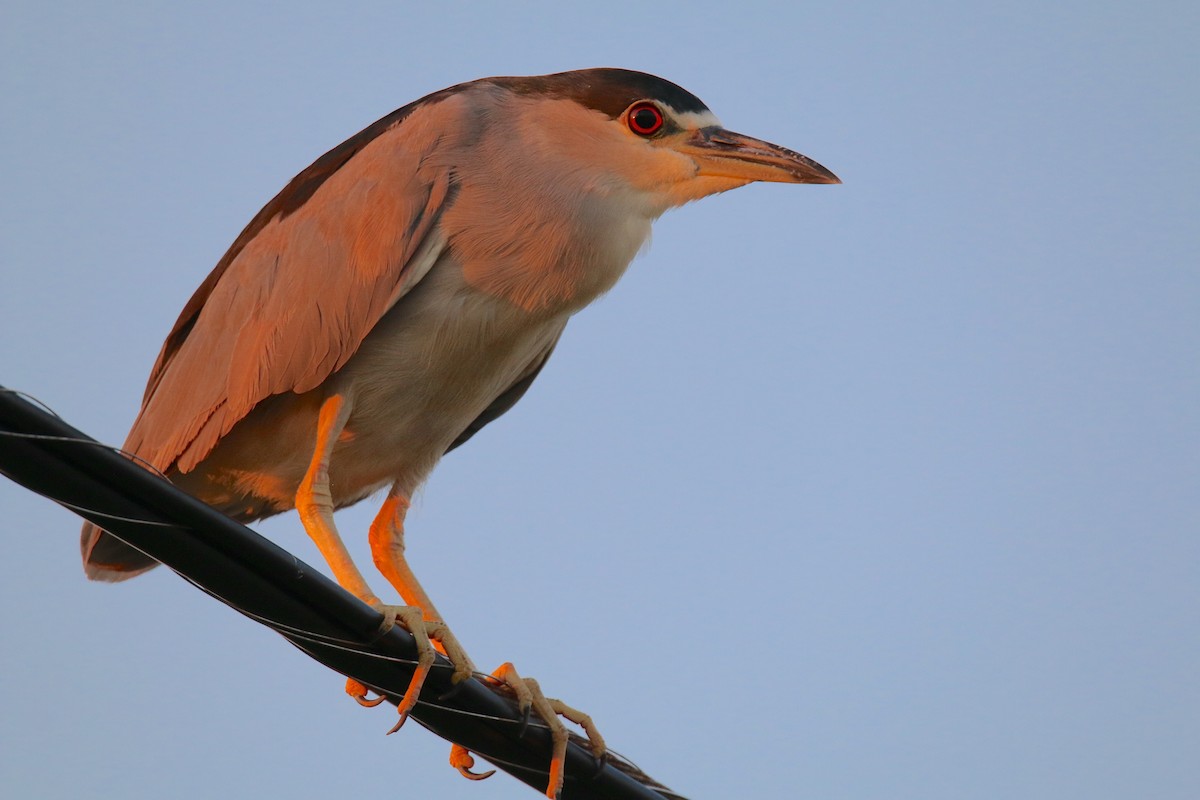 Ногоовор зашин - ML643580675