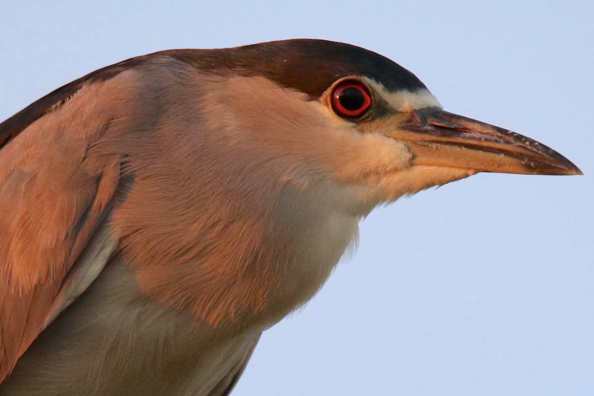 Ногоовор зашин - ML643580676