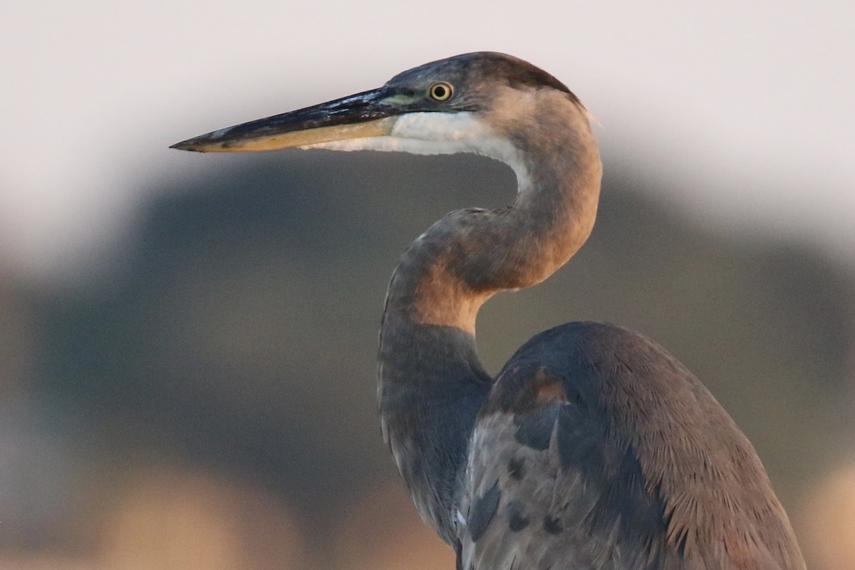 Great Blue Heron - ML643580679