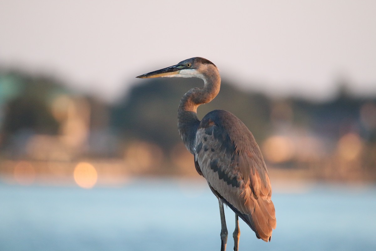 Great Blue Heron - ML643580680