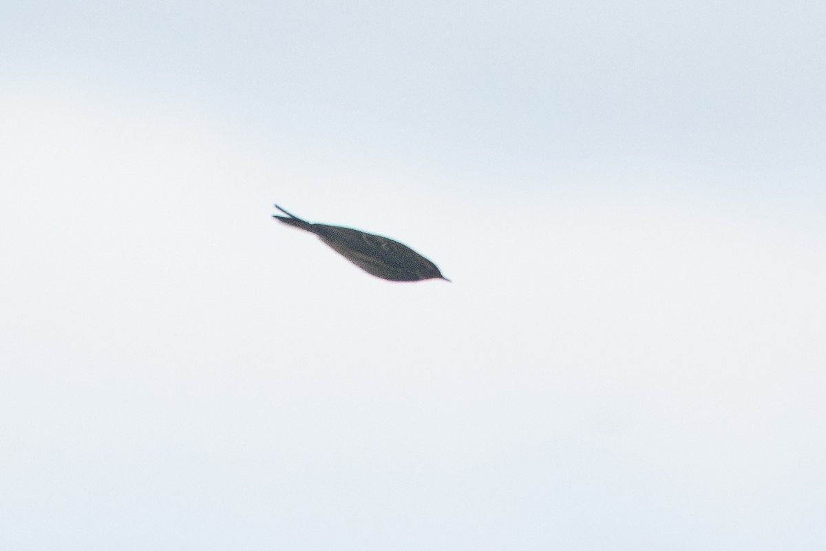 赤喉鷚 - ML643580683