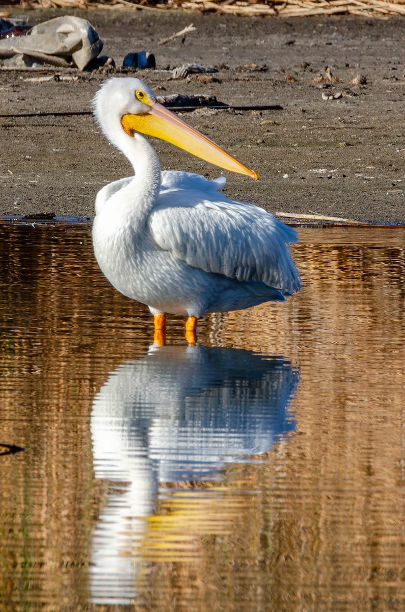American White Pelican - ML643580687