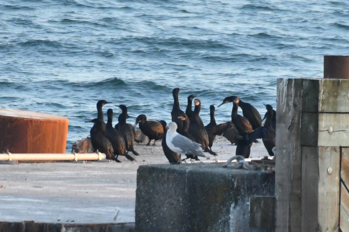 kormorán modrohrdlý - ML643580693