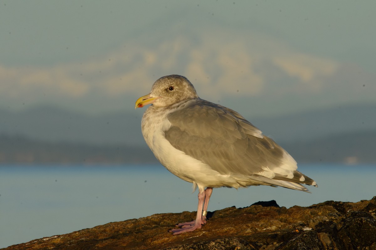 Glaucous-winged Gull - ML643580695