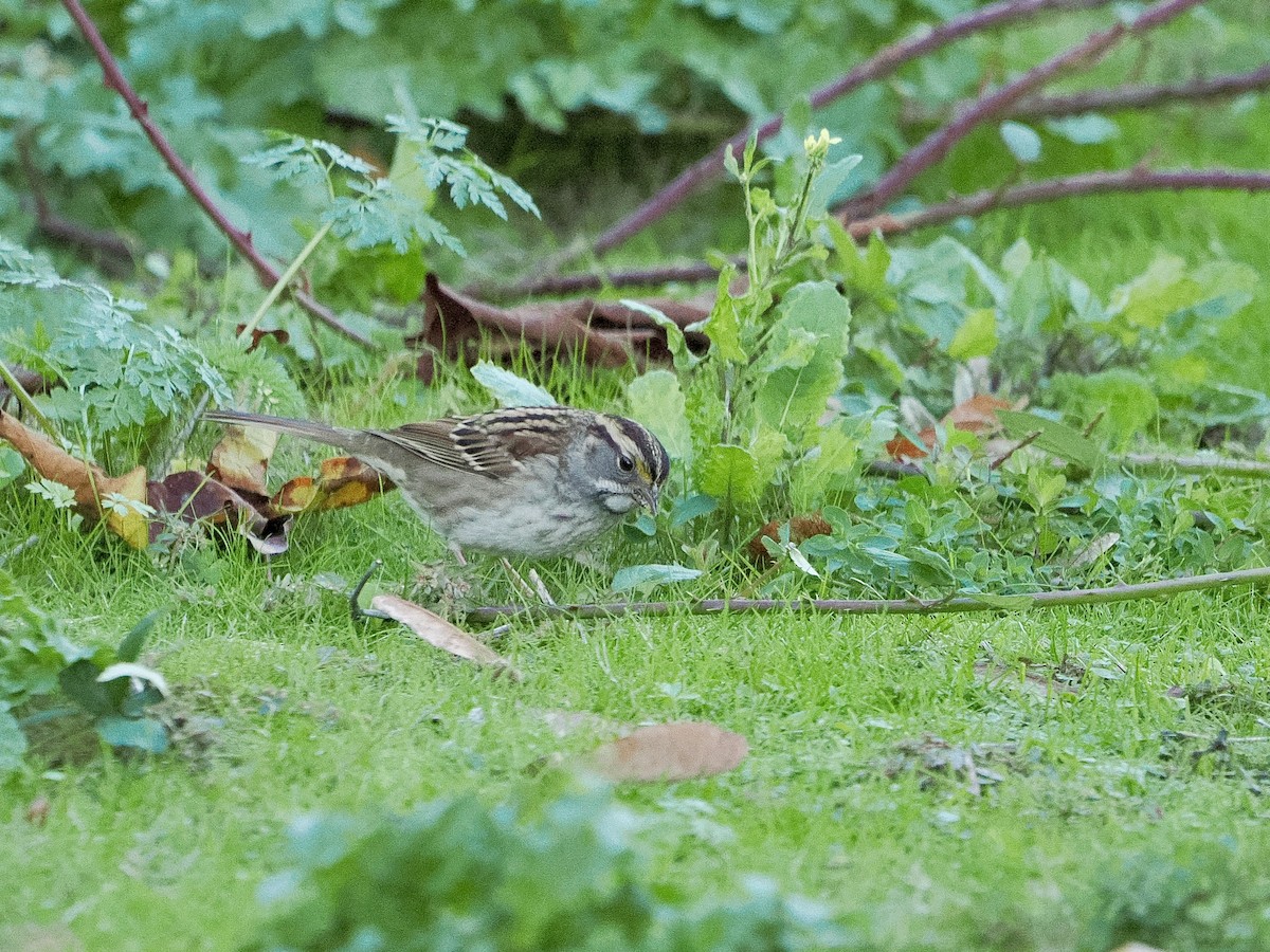 White-throated Sparrow - ML643580712