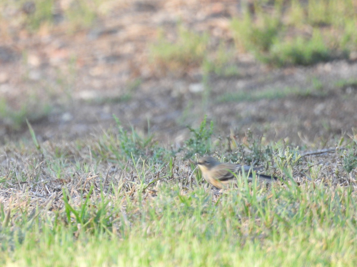Yellow-rumped Warbler - ML643580713