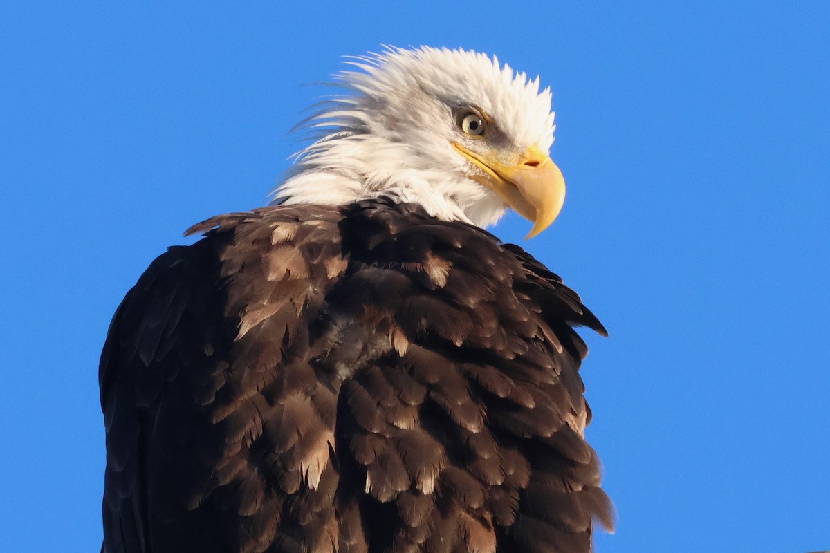 Bald Eagle - ML643580720