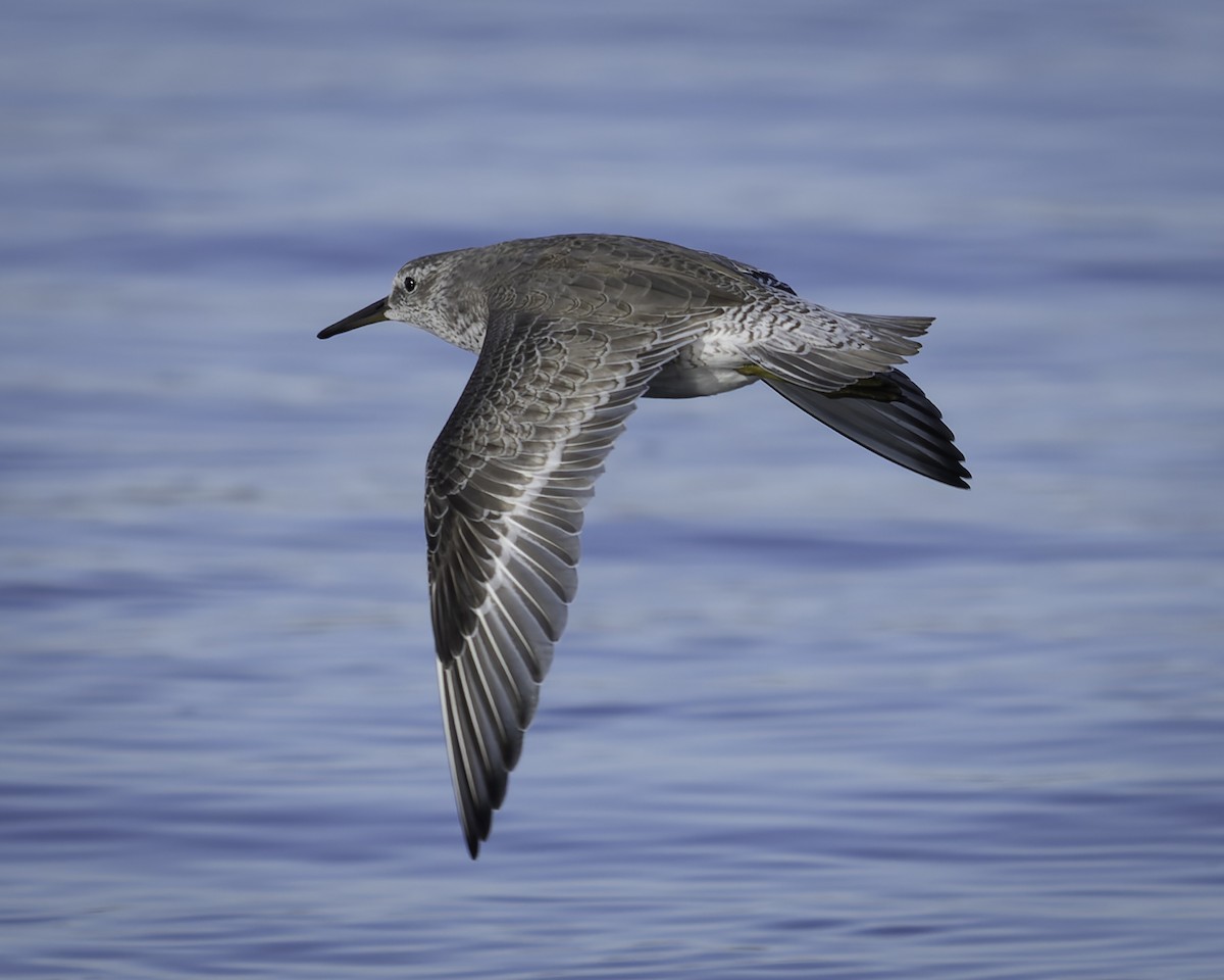 polarsnipe - ML643580729