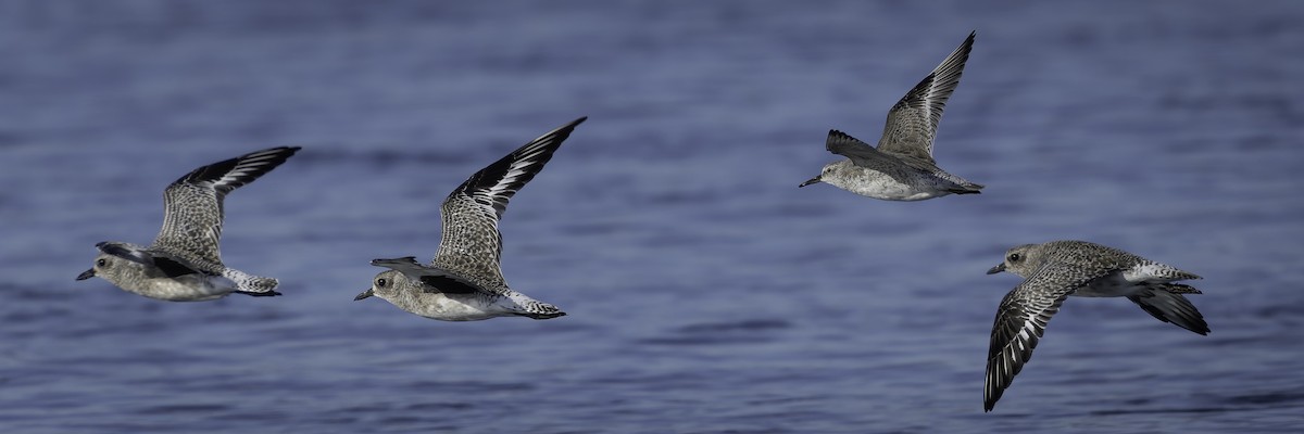 polarsnipe - ML643580730