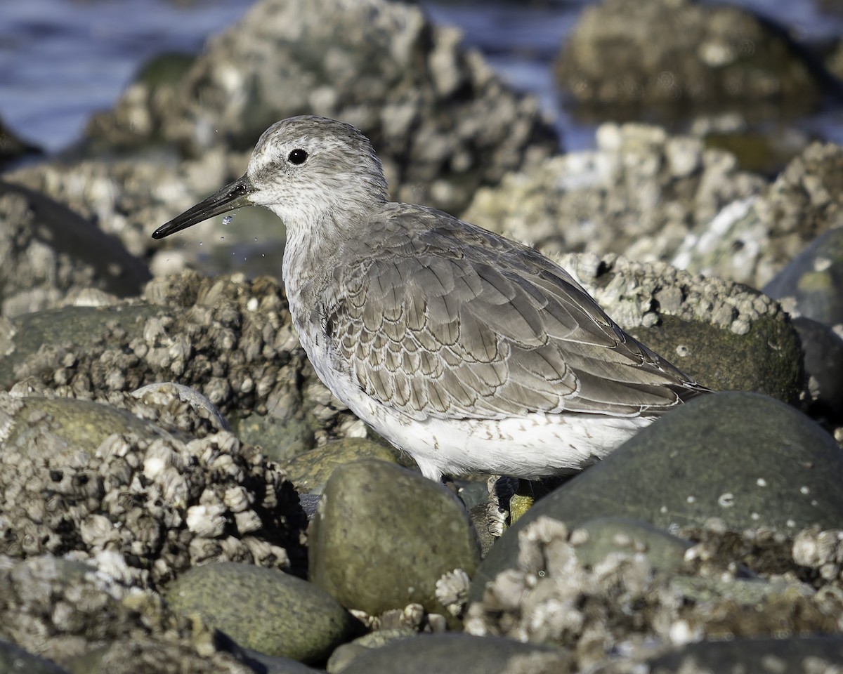 polarsnipe - ML643580731