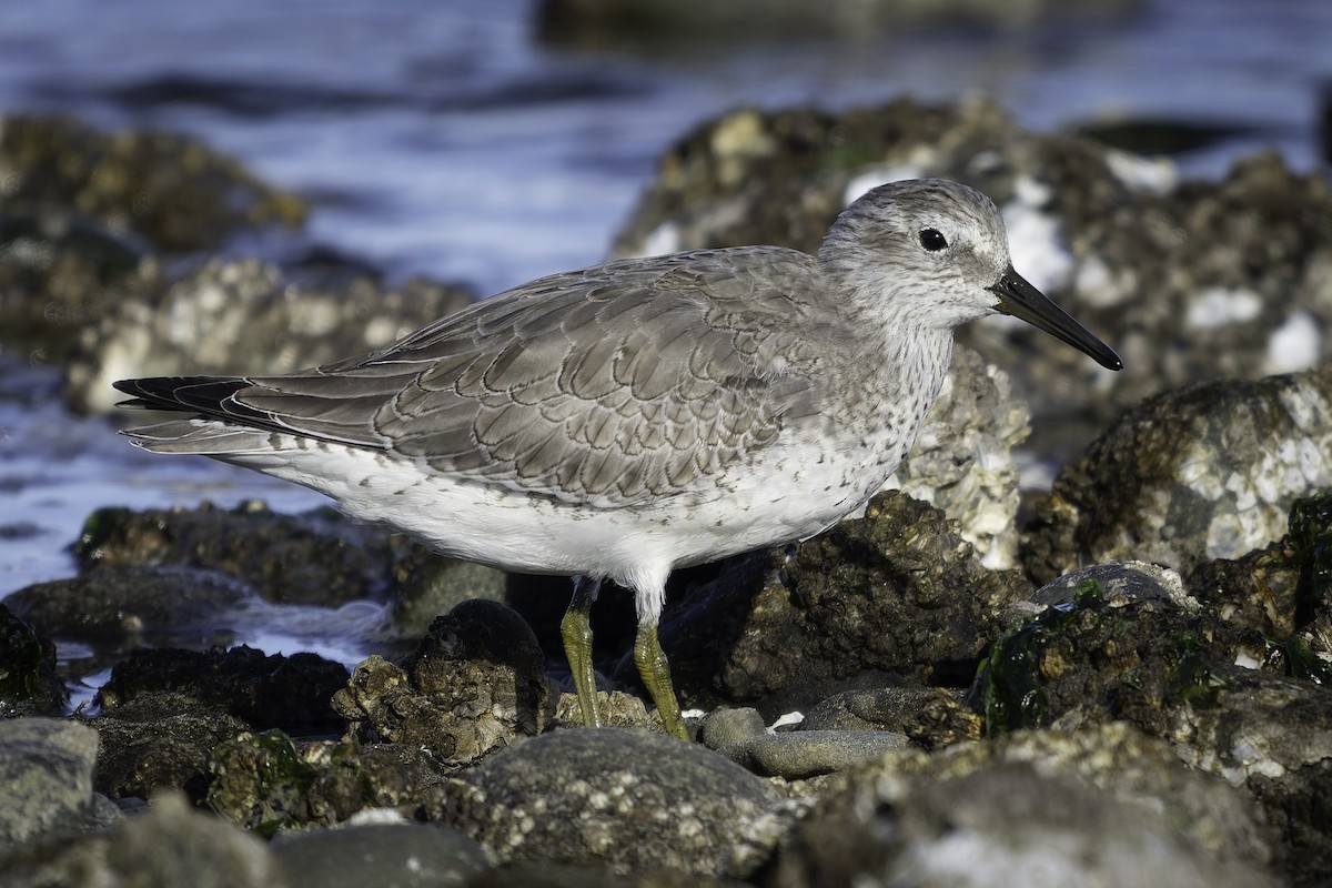 polarsnipe - ML643580732