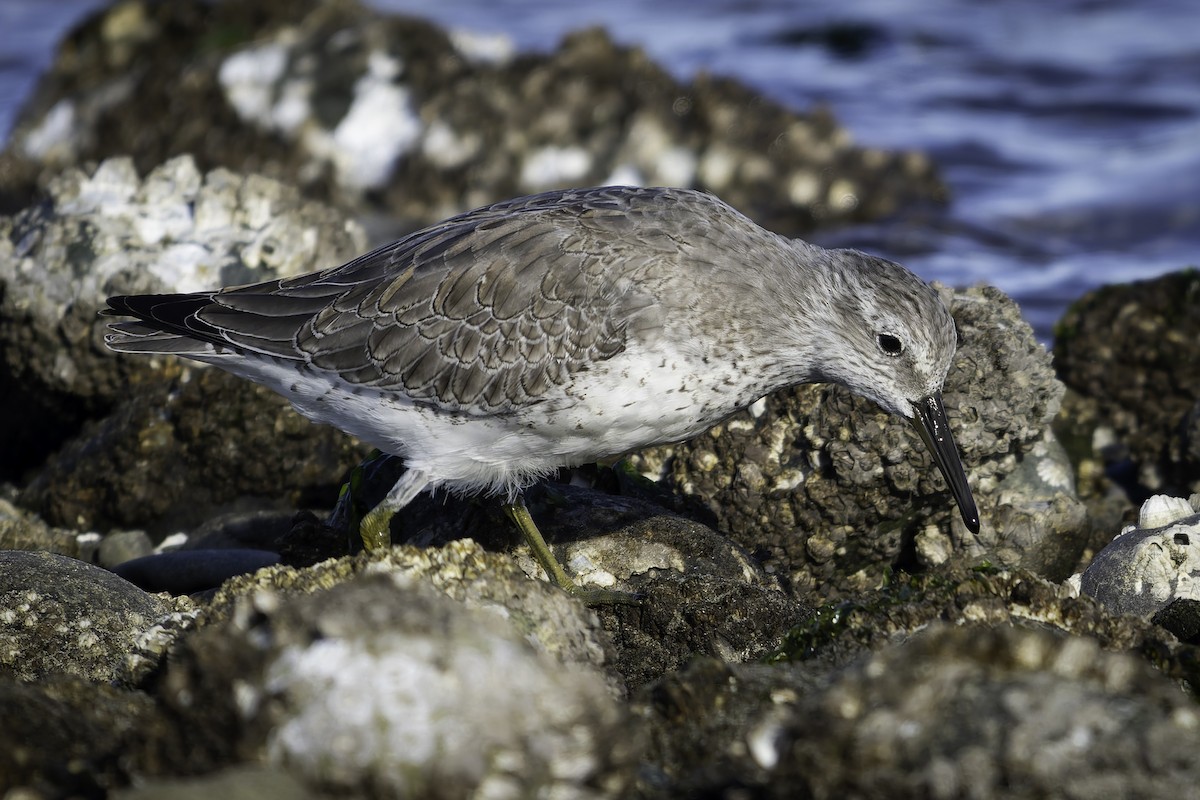 polarsnipe - ML643580733