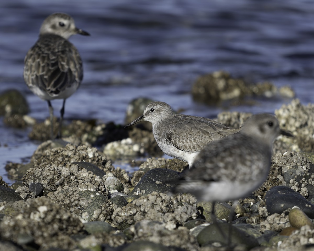 polarsnipe - ML643580734