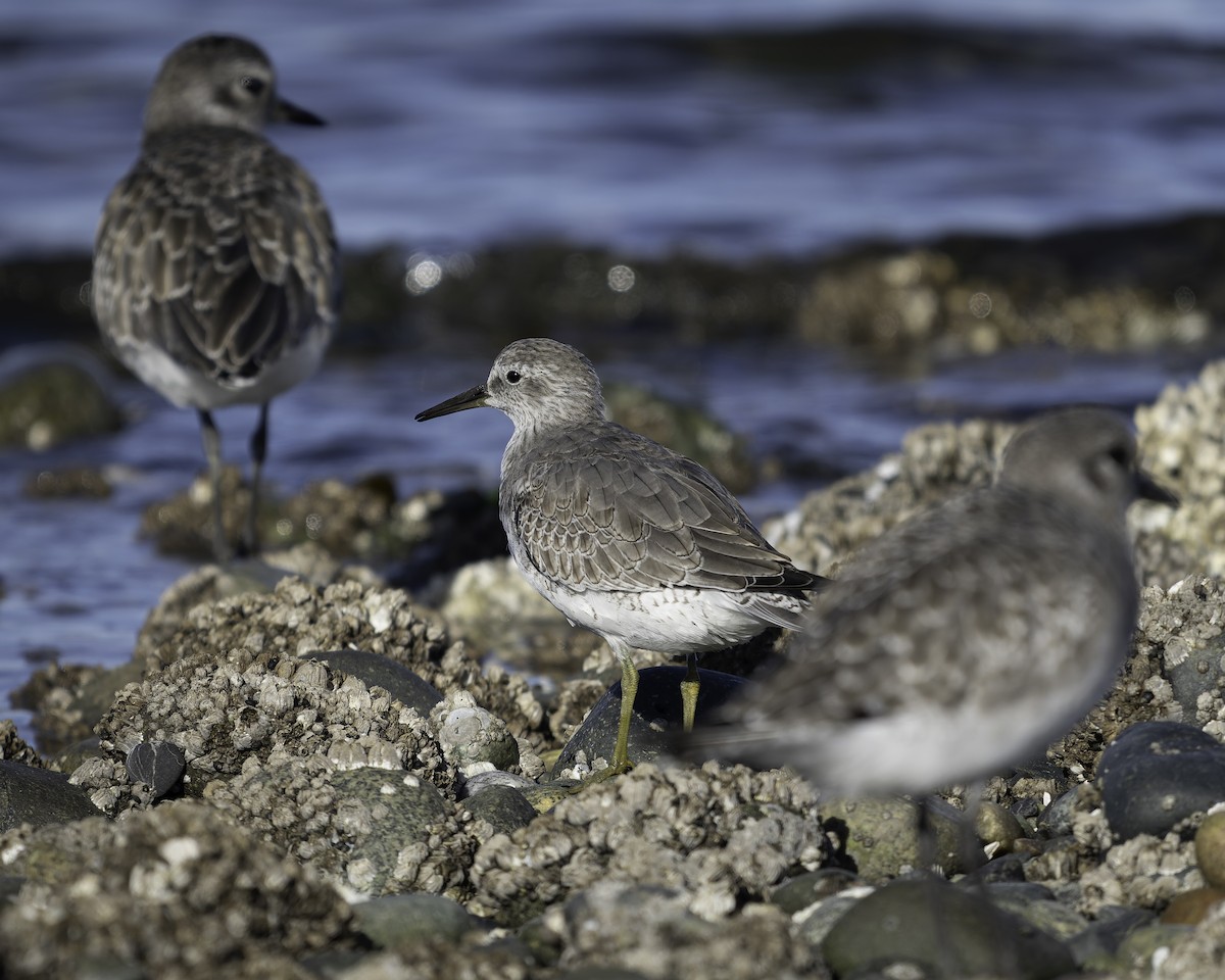 polarsnipe - ML643580735