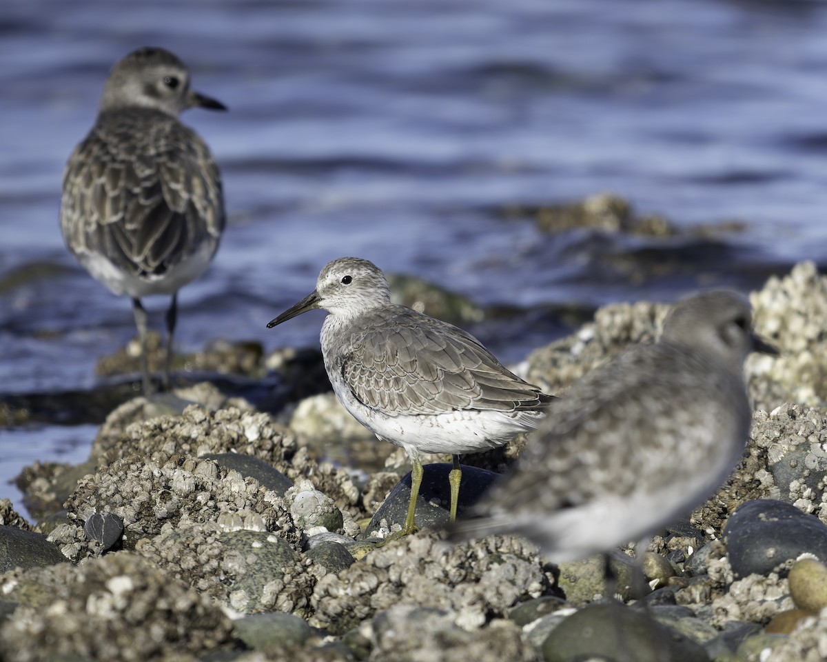 polarsnipe - ML643580736