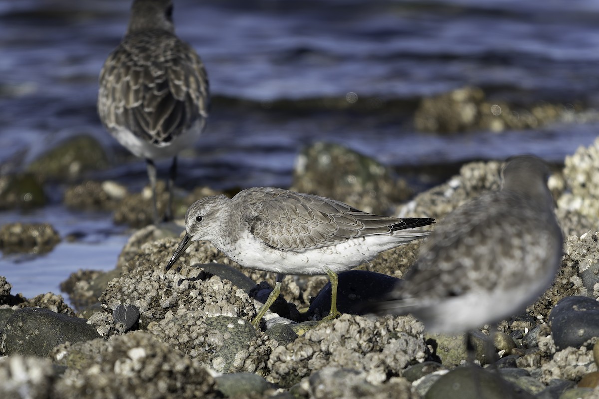 polarsnipe - ML643580737