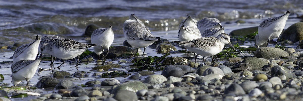 Sanderling - ML643580741