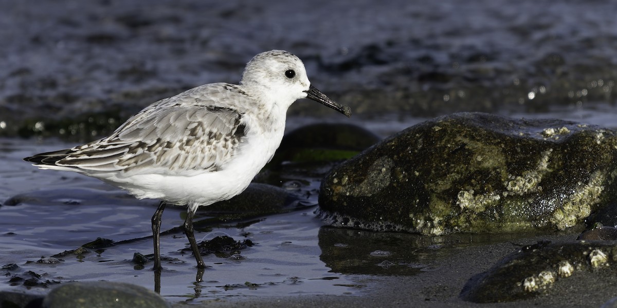 Sanderling - ML643580743
