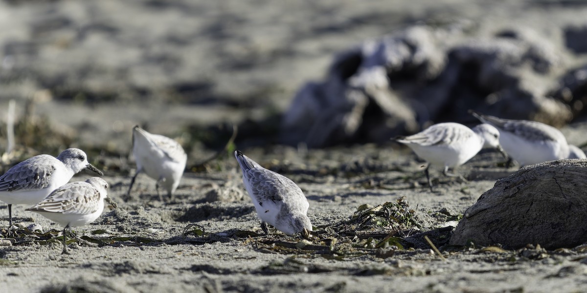 Sanderling - ML643580744