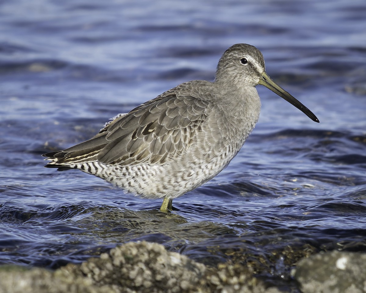 Moorschlammläufer - ML643580750