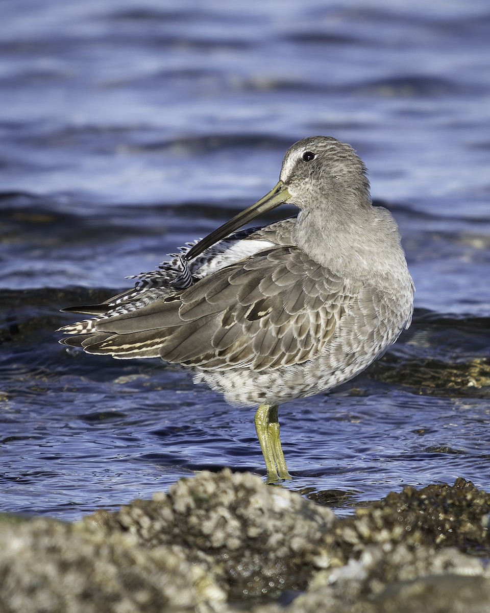 Moorschlammläufer - ML643580752