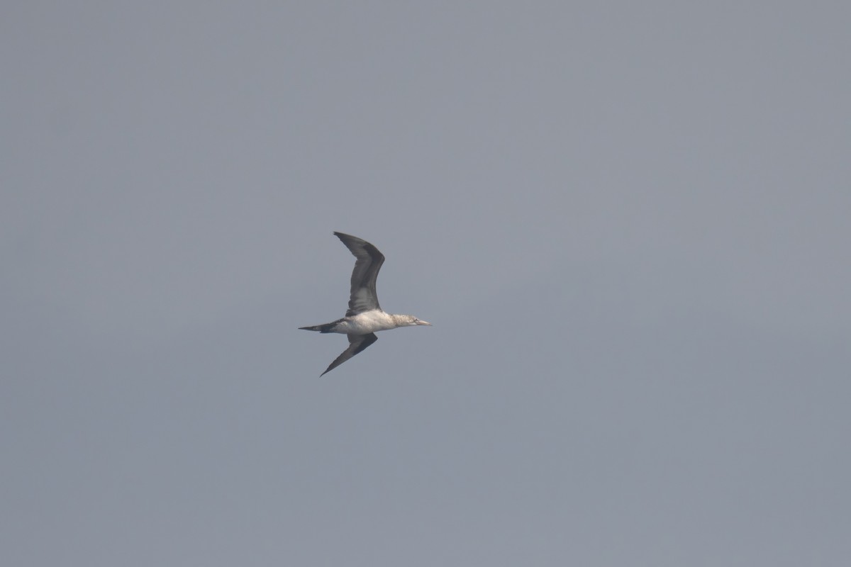 Northern Gannet - ML643580779