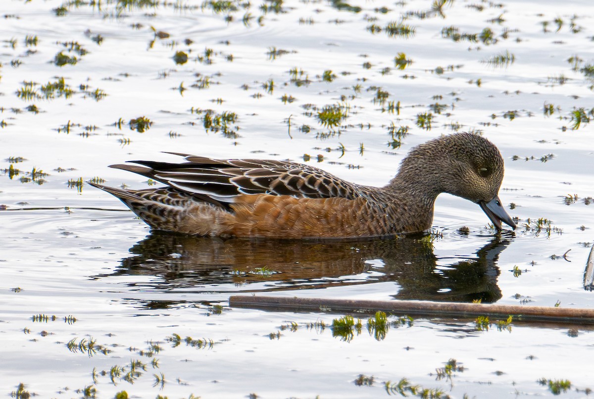 Canard d'Amérique - ML643580784