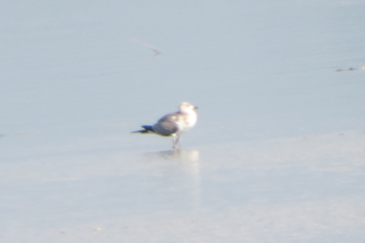 Lesser Black-backed Gull - ML643580792