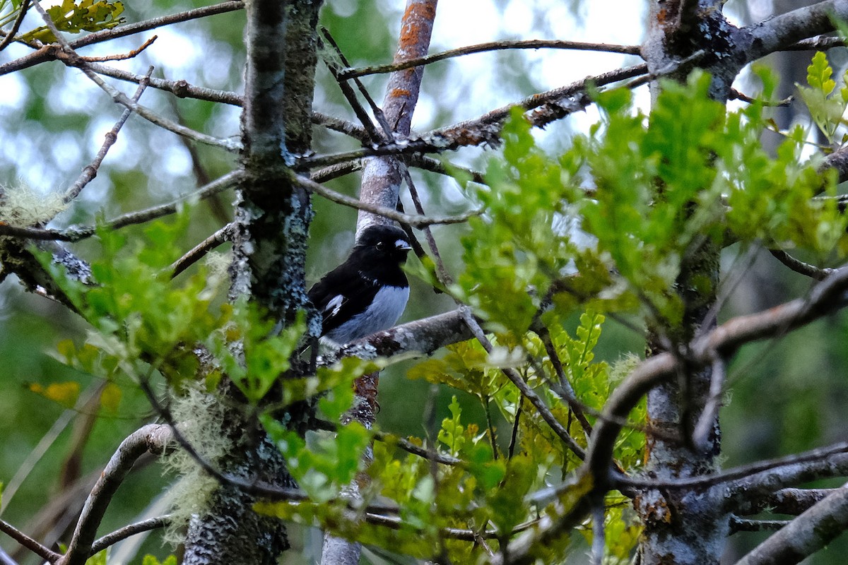 Tomtit (New Zealand) - ML643580799
