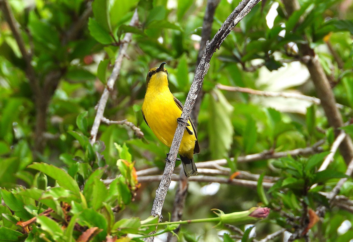 Sahul Sunbird - ML643580821