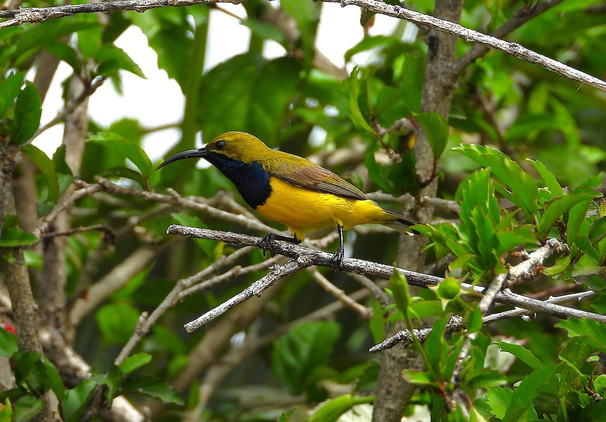 Sahul Sunbird - ML643580822