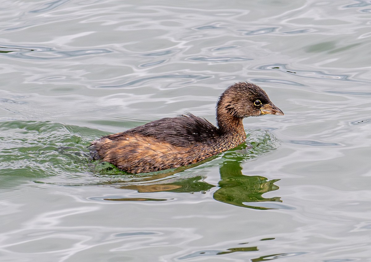 Pied-billed Grebe - ML643580827