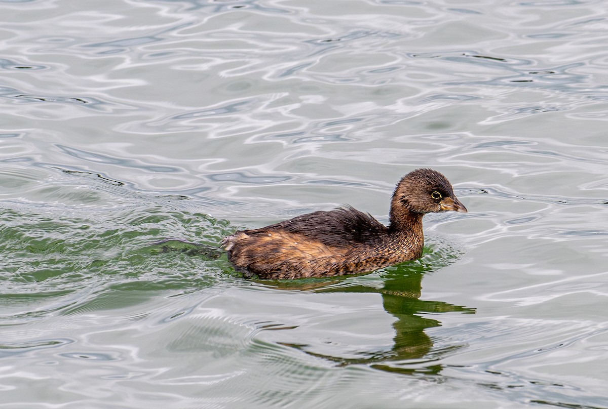 Pied-billed Grebe - ML643580828