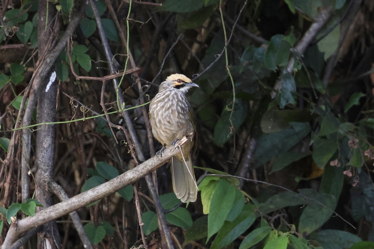 Straw-headed Bulbul - ML643580831